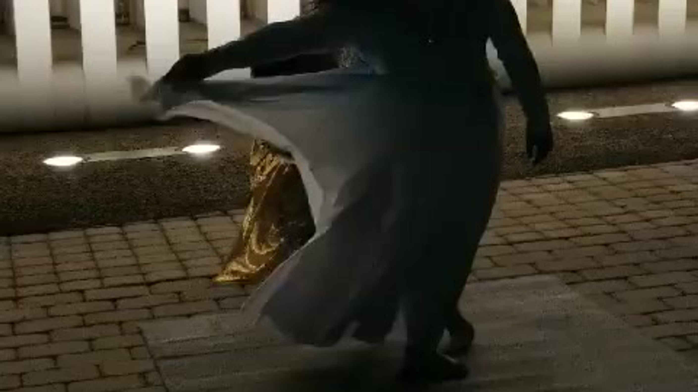 All Videos